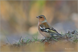 <p>PĚNKAVA OBECNÁ - sameček (Fringilla coelebs) ---- /Chaffinch - Buchfink/</p>